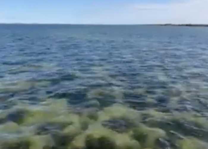 Pained, fatigued, hot... unsure if she would survive... the would-be mother got moving. Rising from her rest, Florence had only one attempt left. If she failed, everything would be lost, including her young. But Florence did not fail. It might have been a mirage—glistening waters... swaying green branches... billowing cool wafts. Yes. She was home. Florence nestled down and gently moved forward. She released the first of the half-million eggs she would lay this spawning season. Florence knew her fluke line would continue after all.