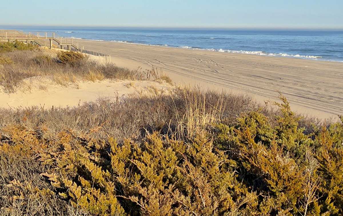Exploring a New Way to Fortify Fire Island’s Dunes