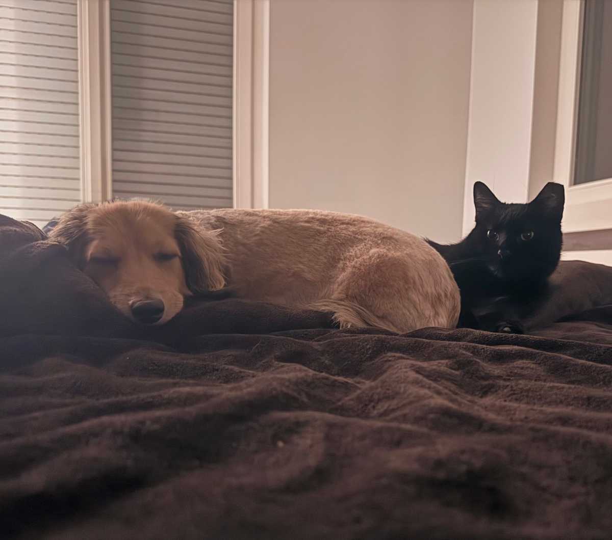A missing house cat from the Fire Island Pines has been reunited with his owner overseas after more than a year and a half.