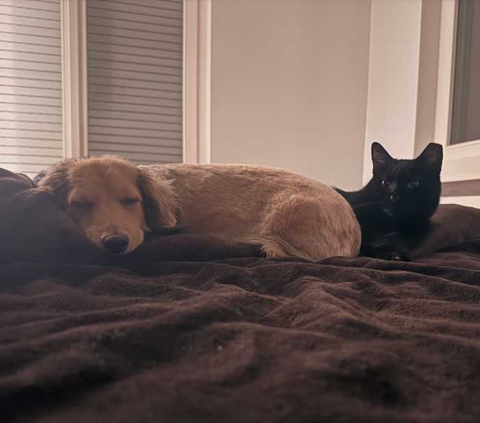 A missing house cat from the Fire Island Pines has been reunited with his owner overseas after more than a year and a half.
