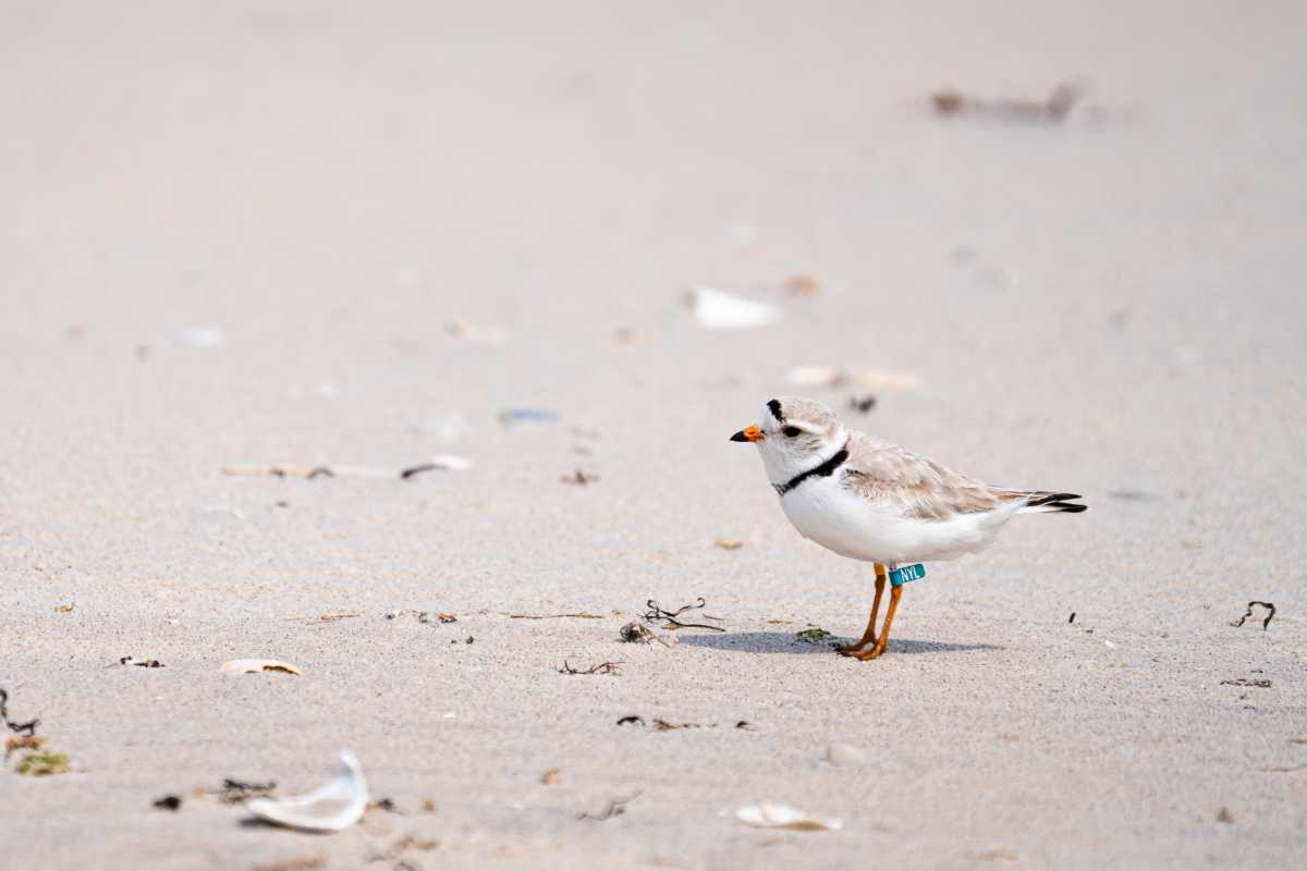 the summer. It’s not uncommon for people to point to a group of birds and say, “There’s a ton of plovers right there! Why does the beach need to be closed?” As a former “plover monitor,” I often see people mistake the wrong birds for piping plovers.