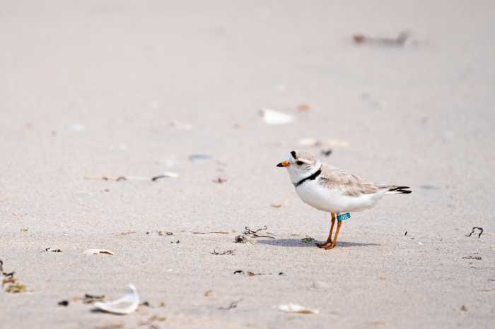 the summer. It’s not uncommon for people to point to a group of birds and say, “There’s a ton of plovers right there! Why does the beach need to be closed?” As a former “plover monitor,” I often see people mistake the wrong birds for piping plovers.