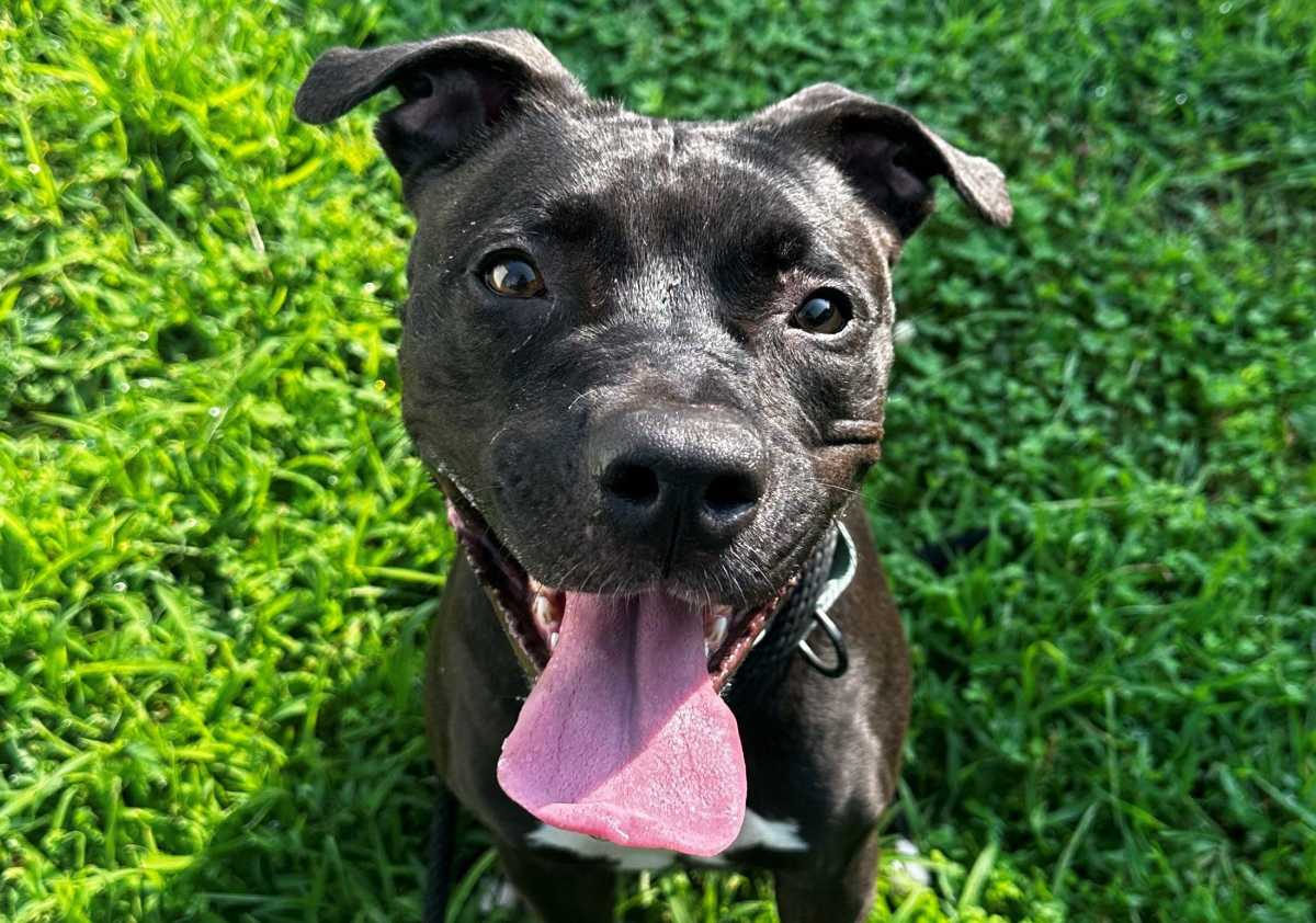 Luna waited patiently for 916 days. She was surrendered to the Brookhaven Animal Shelter in 2023 because her owner could no longer care for her. Before that, she spent time in a New York City shelter before being transferred to Brookhaven.