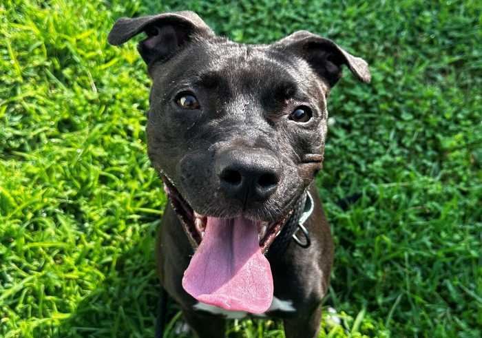 Luna waited patiently for 916 days. She was surrendered to the Brookhaven Animal Shelter in 2023 because her owner could no longer care for her. Before that, she spent time in a New York City shelter before being transferred to Brookhaven.