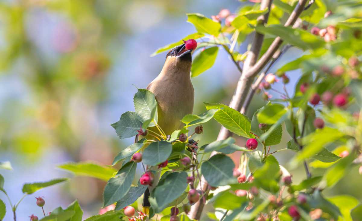 A new round of funding is now open to Long Island property owners willing to trade some lawn for native plants—and the reasons to apply go beyond a reimbursement check.