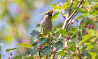 A new round of funding is now open to Long Island property owners willing to trade some lawn for native plants—and the reasons to apply go beyond a reimbursement check.