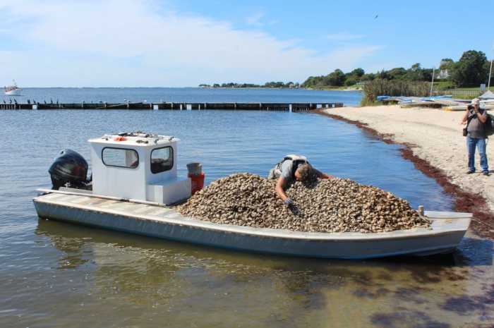 “There were many an oyster piled up on the Friends of Bellport Bay (FoBB) vessel that a couple of us had to get off the boat,” said volunteer Neil Koenig. “All the cages were emptied.”