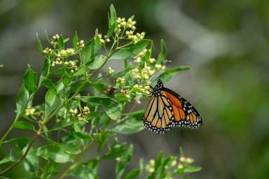 Monarch Migration Madness