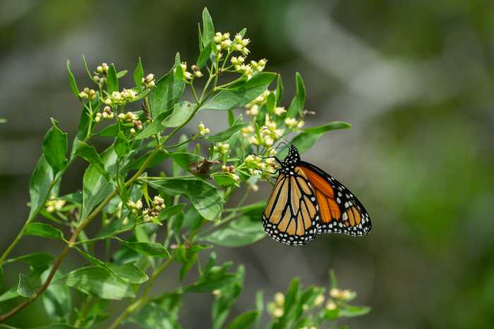 Just because summer is coming to a close does not mean you should leave the beach. The annual Monarch butterfly migration is the prime time to witness on Fire Island throughout the month of October. Stop by the shore and gaze at hundreds, if not thousands, of butterflies resting, feeding, and fluttering in the ocean breeze.