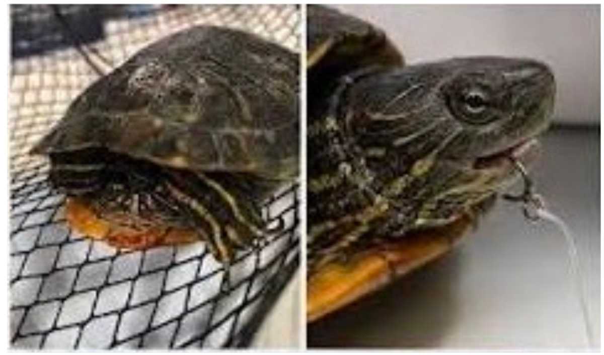 The Suffolk County Society for the Prevention of Cruelty to Animals (SPCA) has increased its cash reward offering to $3,000 for anyone with information that leads to the arrest and conviction of the person or people responsible for the intentional drowning of a turtle in Geiger Park Lake, located in the hamlet of Deer Park within the Town of Babylon.
